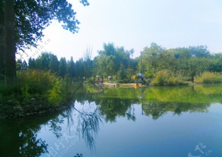 湖边的树图片