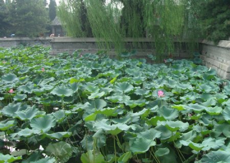 北京地坛公园的荷塘图片