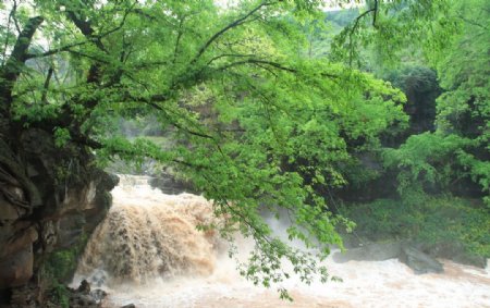 东溪黄葛树瀑布图片