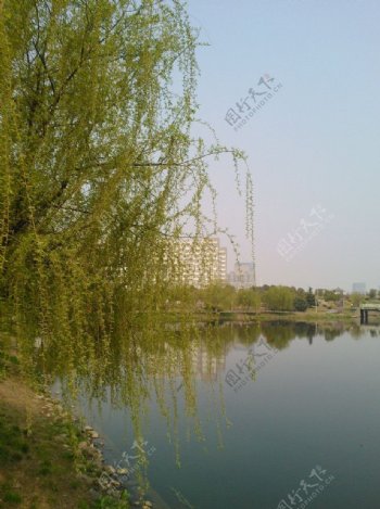 河边杨柳图片