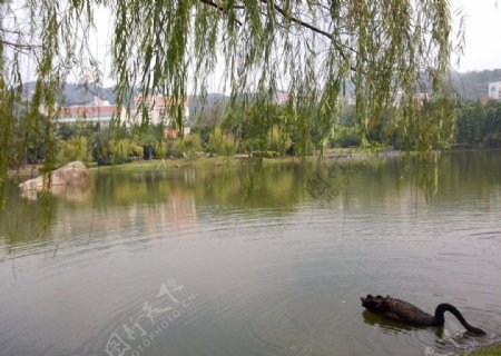 芙蓉湖黑天鹅图片