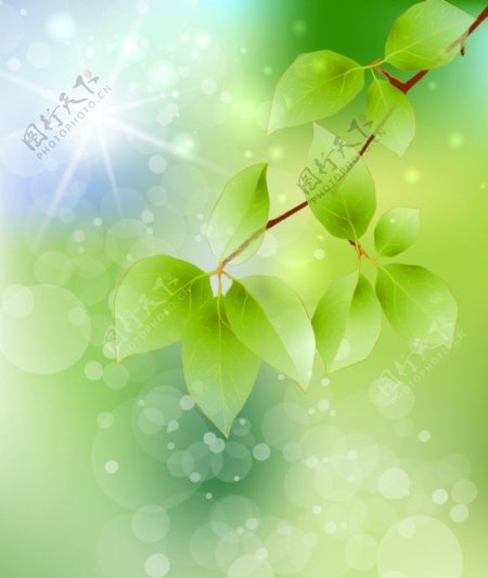 高清树枝绿叶背景图片