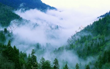 云遮雾绕森林图片