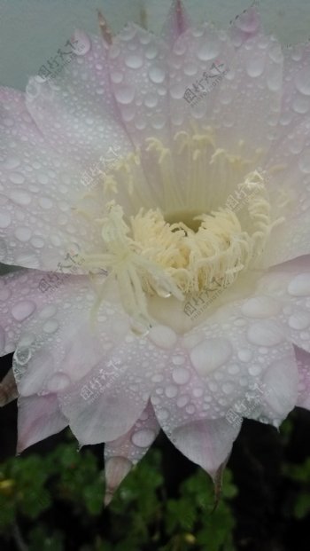 细雨中的仙人球花图片