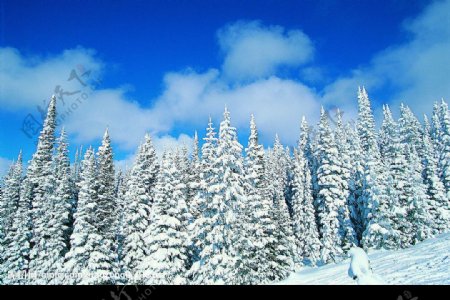 山上松树雪景图片