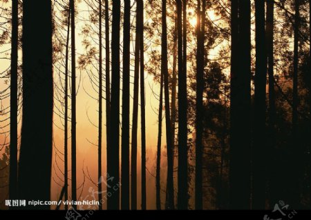 黄昏的树林图片
