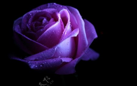 夜色紫玫瑰图片