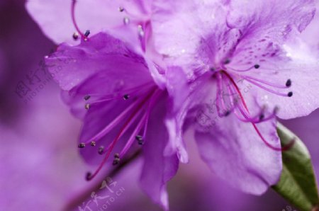 紫杜鹃图片