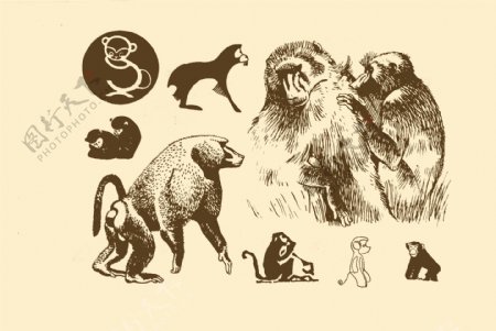 动物图案猴图片
