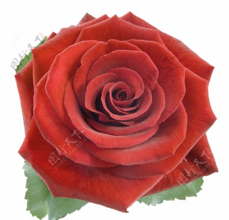 娇艳的红色玫瑰花图片