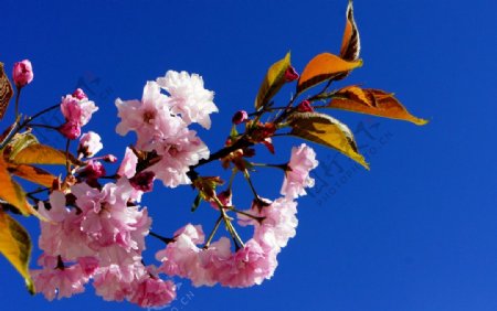 高原樱花图片