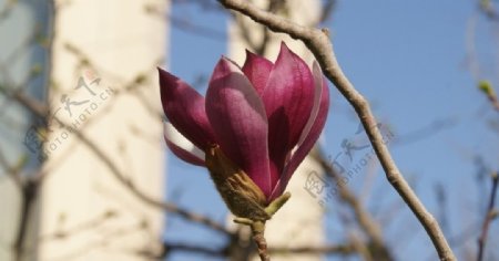 紫红玉兰花图片