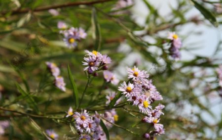 野草圖片