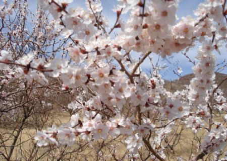 昂岱山上盛开的桃花图片
