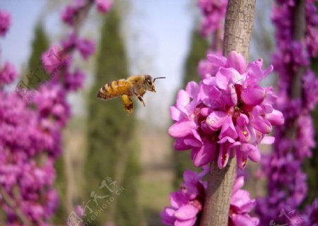 春天的花朵與蜜蜂图片