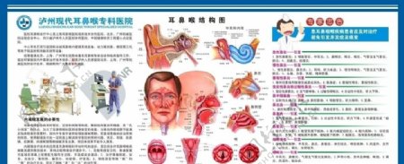耳鼻喉剖面图图片