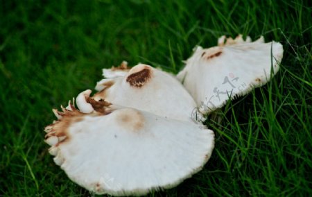 三朵白色蘑菇图片