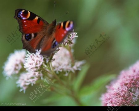 蝴蝶传播花粉图片