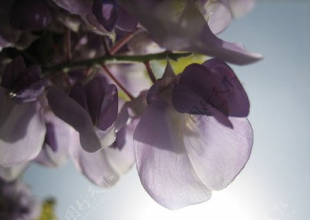背光的紫藤花图片