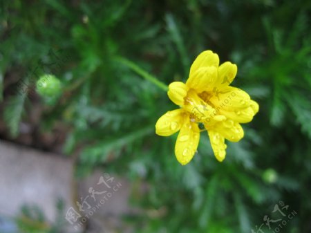 雨后黄花图片