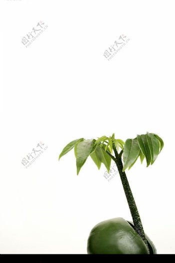 绿叶幼苗摄影图图片