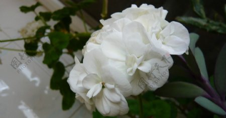 白色绣球花图片