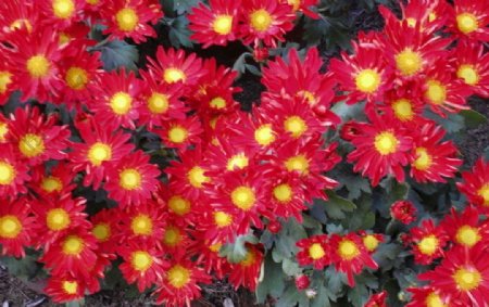 大红菊花图片
