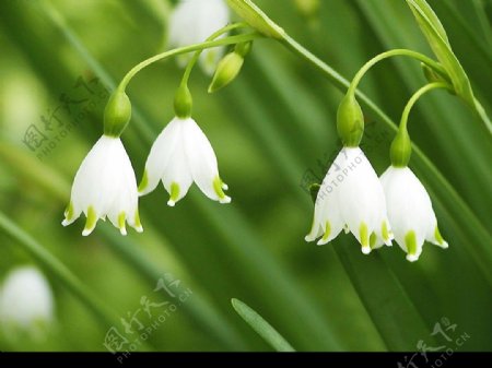 夏季绿色草本植物白色花朵铃兰图片