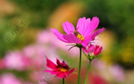 野菊花与蜂图片