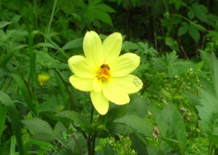 有蜜蜂的黄色花朵图片