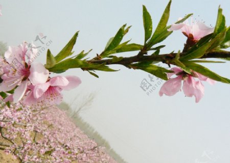 桃花园一枝独秀高清图图片