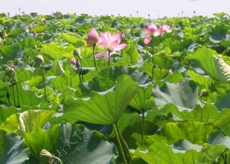 西湖荷花图片