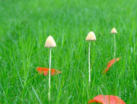 草地蘑菇图片