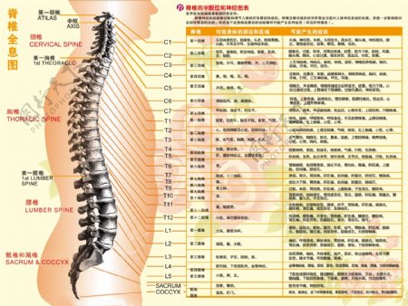 脊椎全息图图片