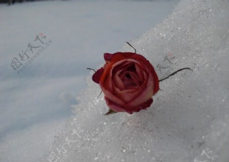 雪中的花图片