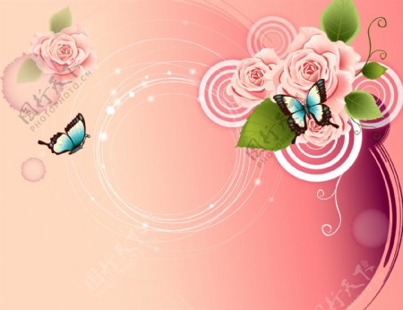 玫瑰蝴蝶花图片