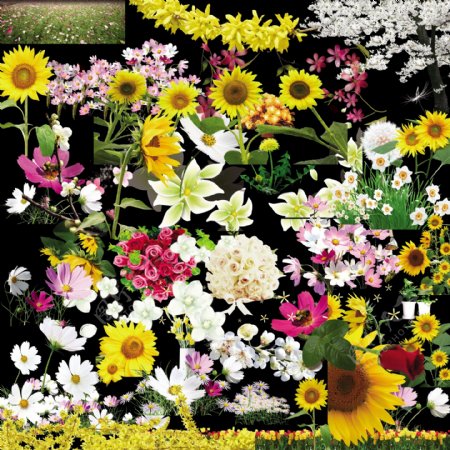 40个鲜花植物素材图片