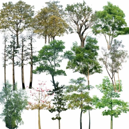 树木PSD素材图片