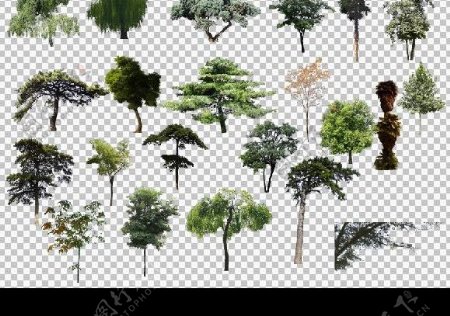 树木素材图片