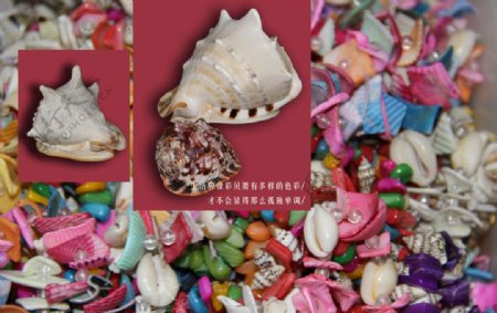 彩色海螺贝壳图片