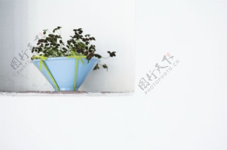 植物与空间0224