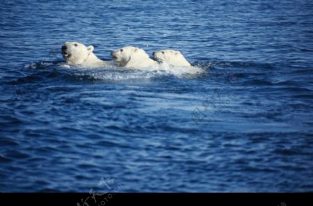 海狮冰雪熊0017