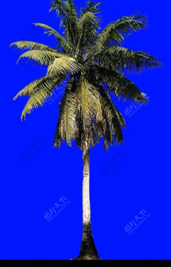 棕榈及椰树0039