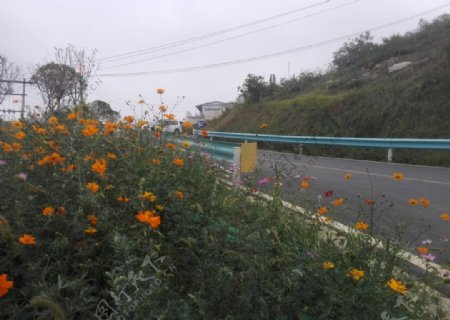 公路边的花草