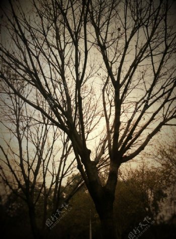黄昏的树