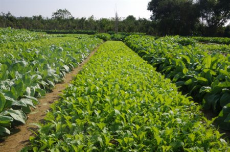 蔬菜基地南片