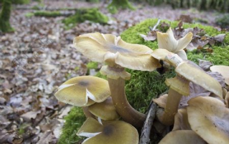 菌类植物蘑菇