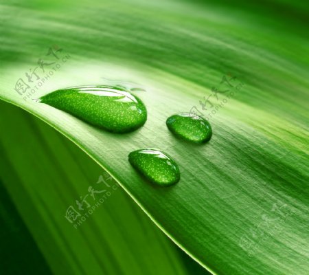 绿叶水滴水珠露水