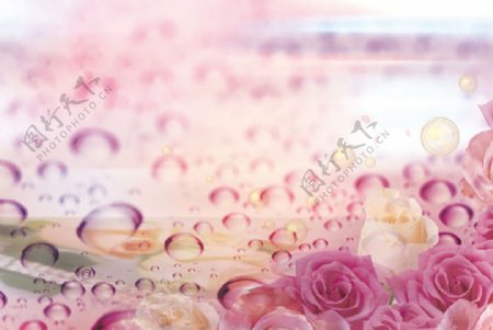 水珠玫瑰花背景分层素材