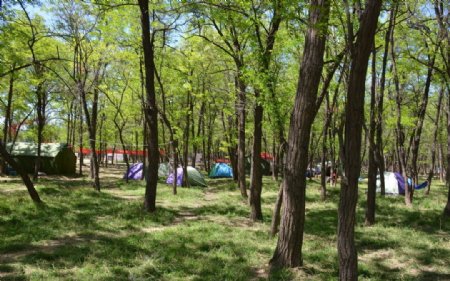 槐树林野营